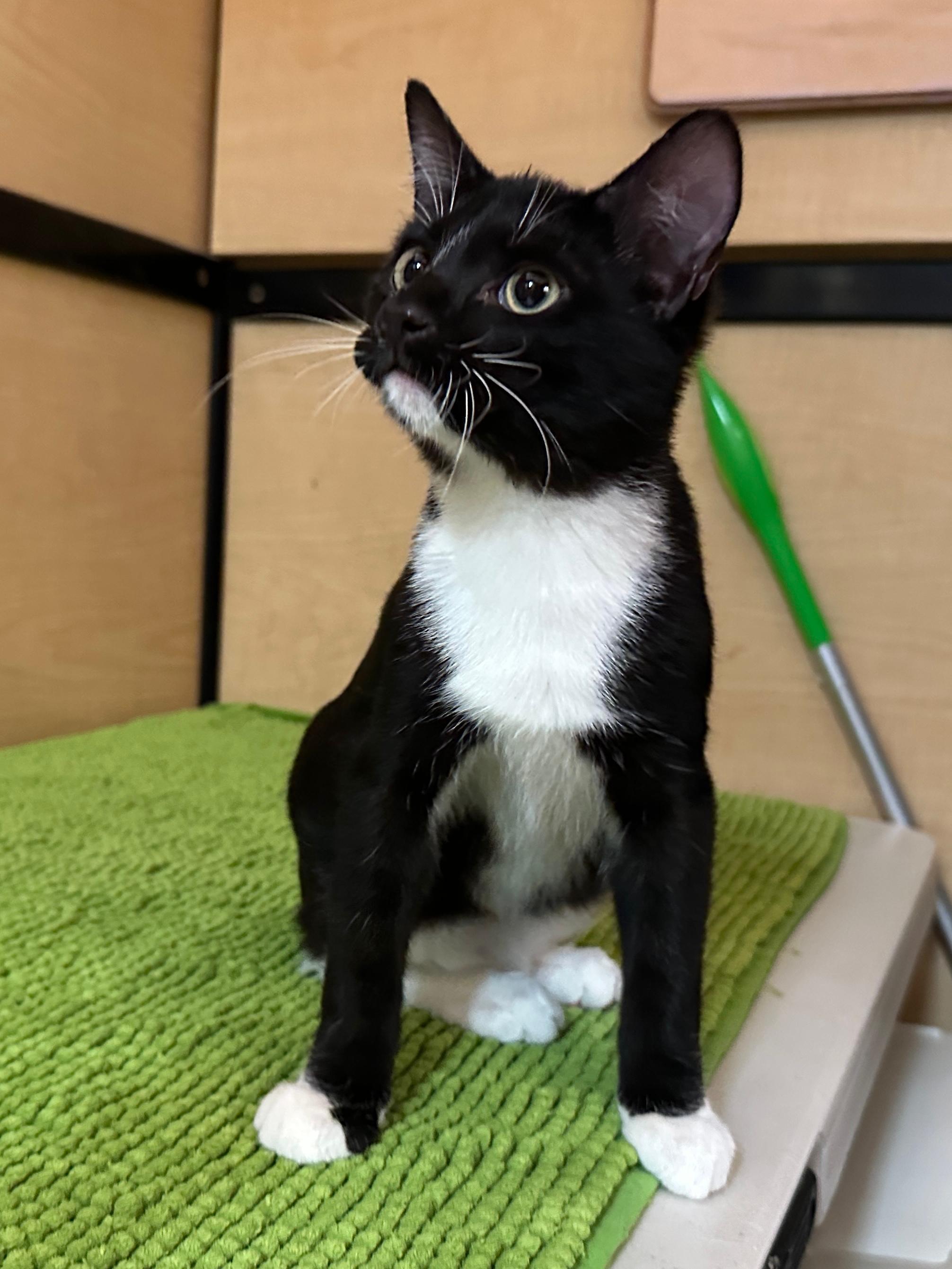 REGGIE - MANX BOTTLE BABY LOVERBOY!, a Adoptable Manx in Plano, TX image 5/6