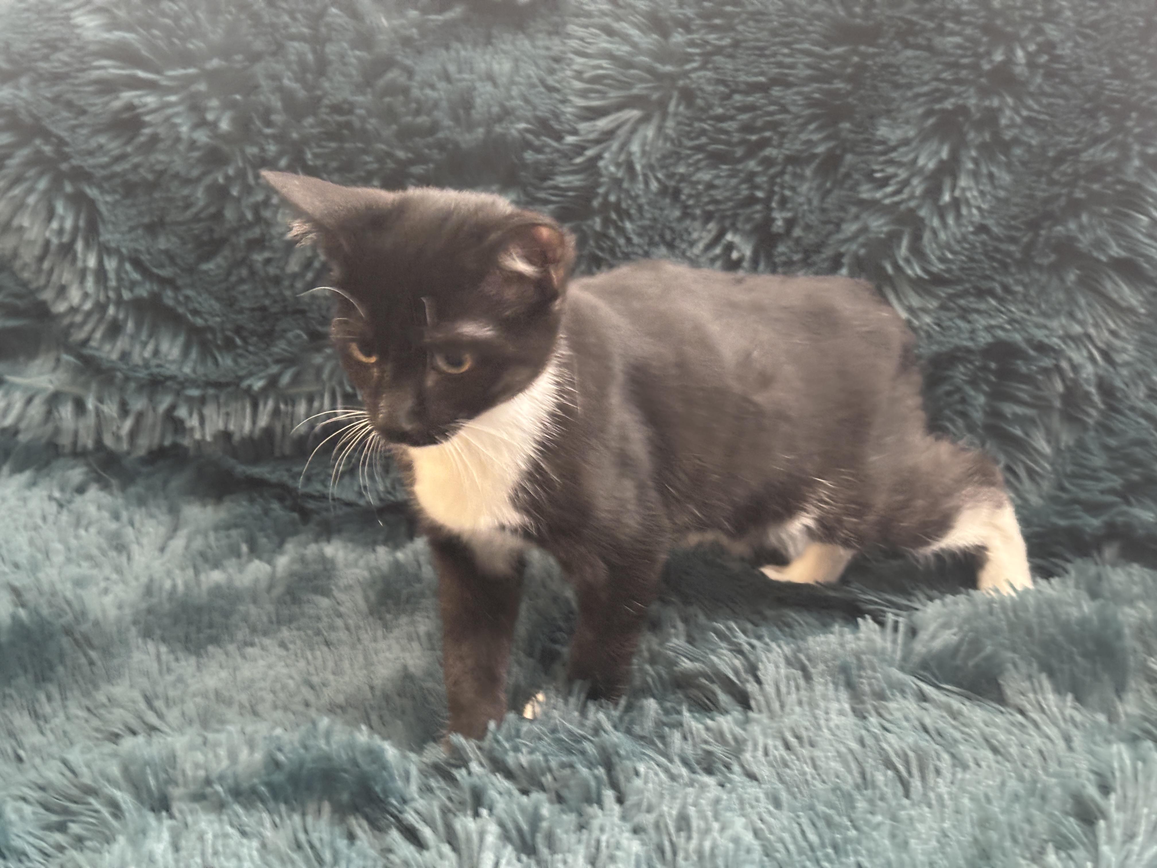 REGGIE - MANX BOTTLE BABY LOVERBOY!, a Adoptable Manx in Plano, TX image 6/6