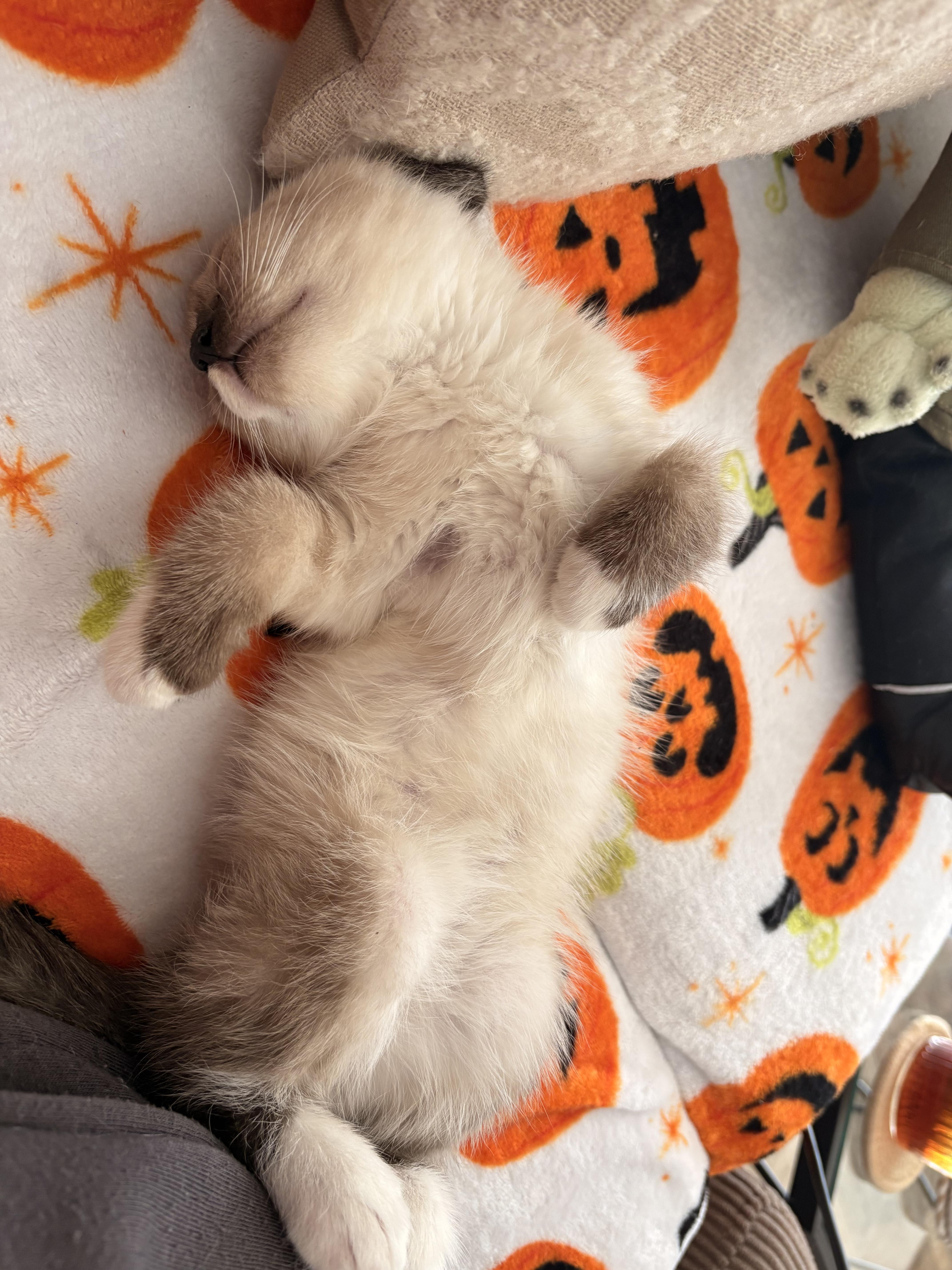 Enlarge Wolf Turn, a Adoptable Domestic Short Hair in Fruit Heights, UT image 2/6
