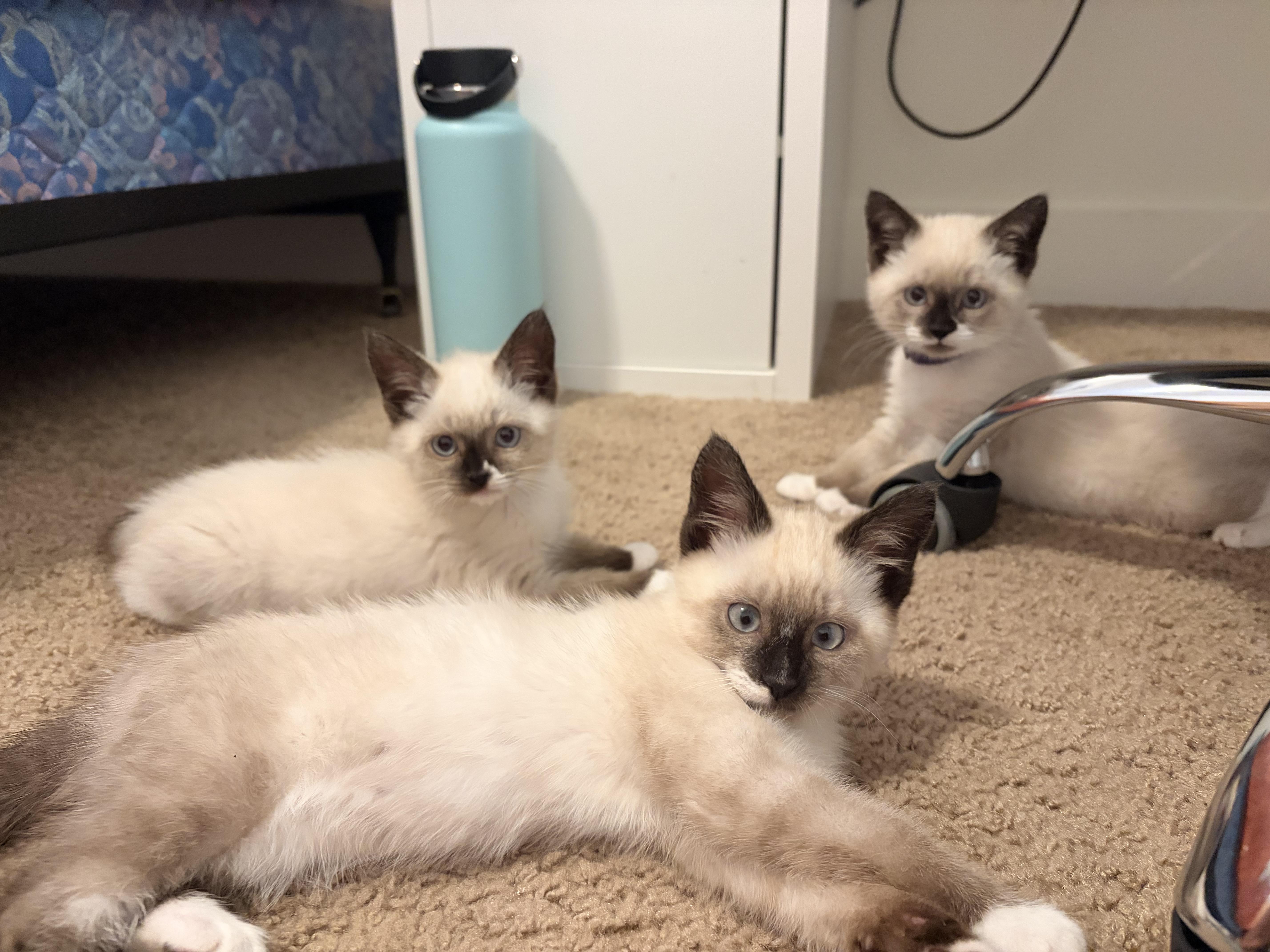 Enlarge Wolf Turn, a Adoptable Domestic Short Hair in Fruit Heights, UT image 3/6