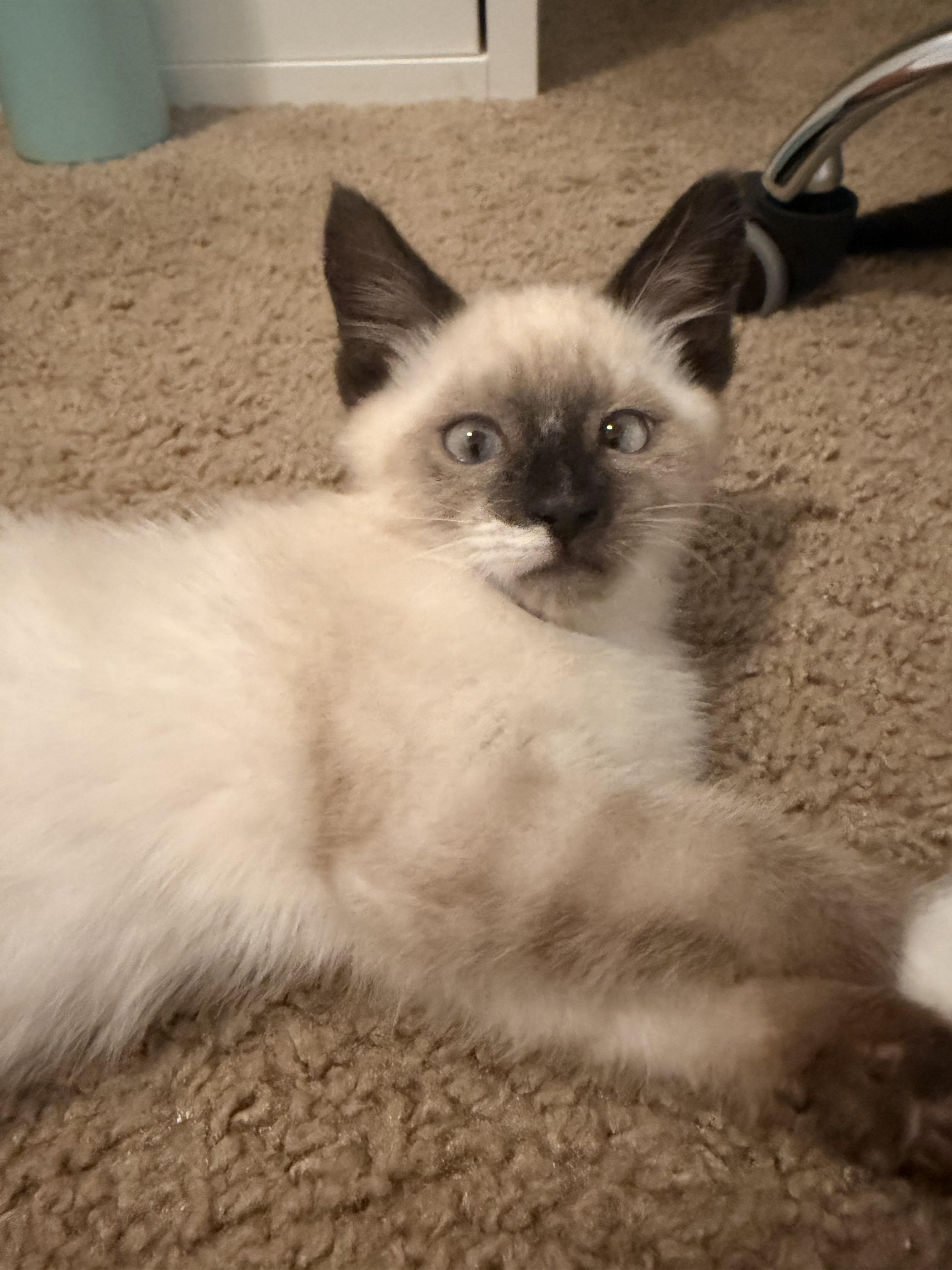 Enlarge Wolf Turn, a Adoptable Domestic Short Hair in Fruit Heights, UT image 4/6