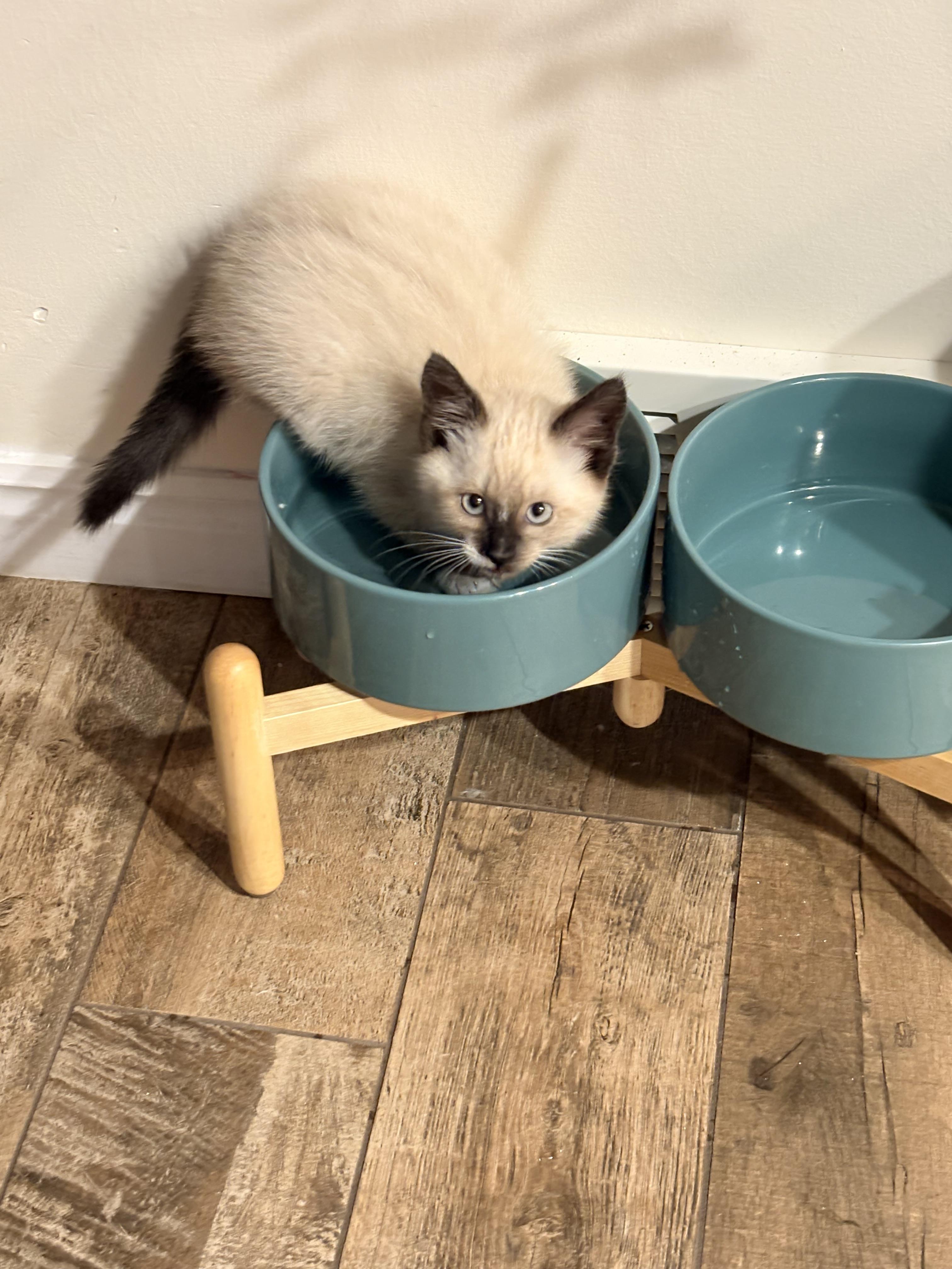 Enlarge Wolf Turn, a Adoptable Domestic Short Hair in Fruit Heights, UT image 5/6