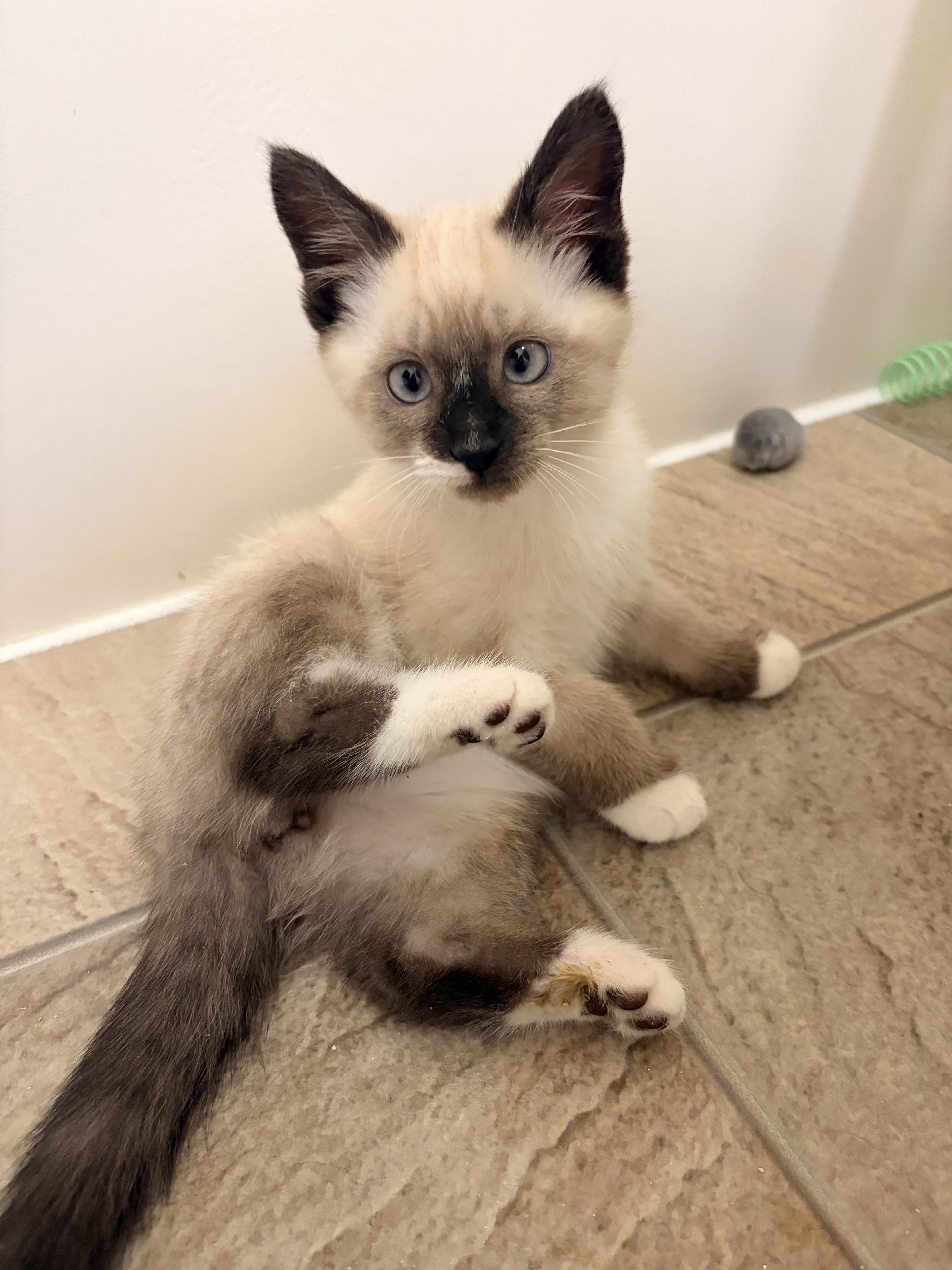 Enlarge Wolf Turn, a Adoptable Domestic Short Hair in Fruit Heights, UT image 6/6