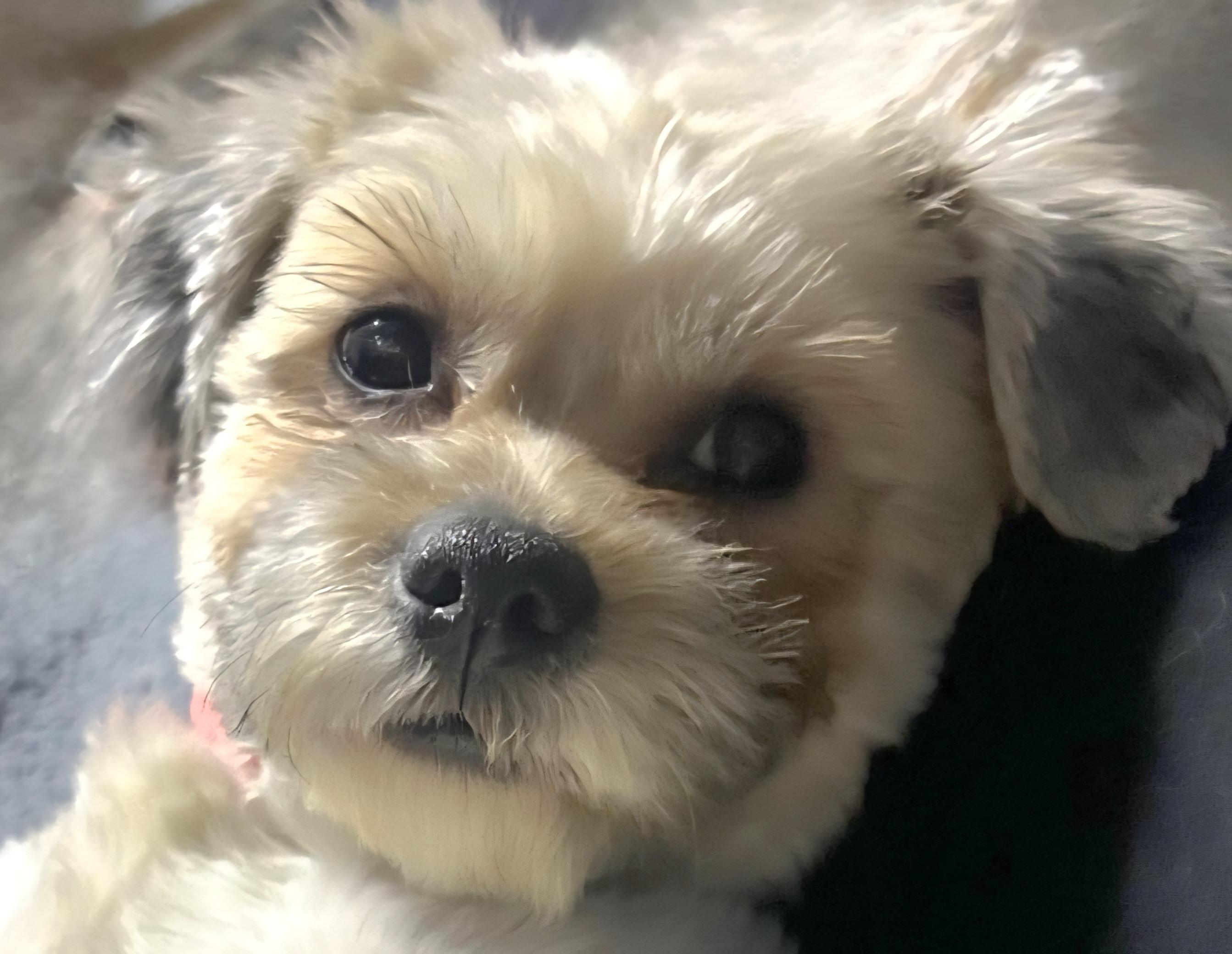 Enlarge Kelly, a ADOPTABLE Maltese in Racine, WI image 1/1