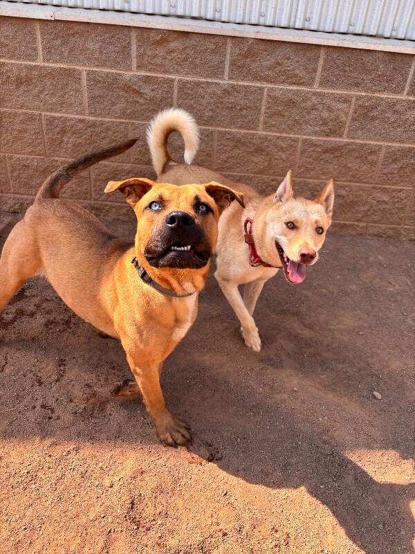 Sol, Adoptable, Adult Female Mixed Breed.