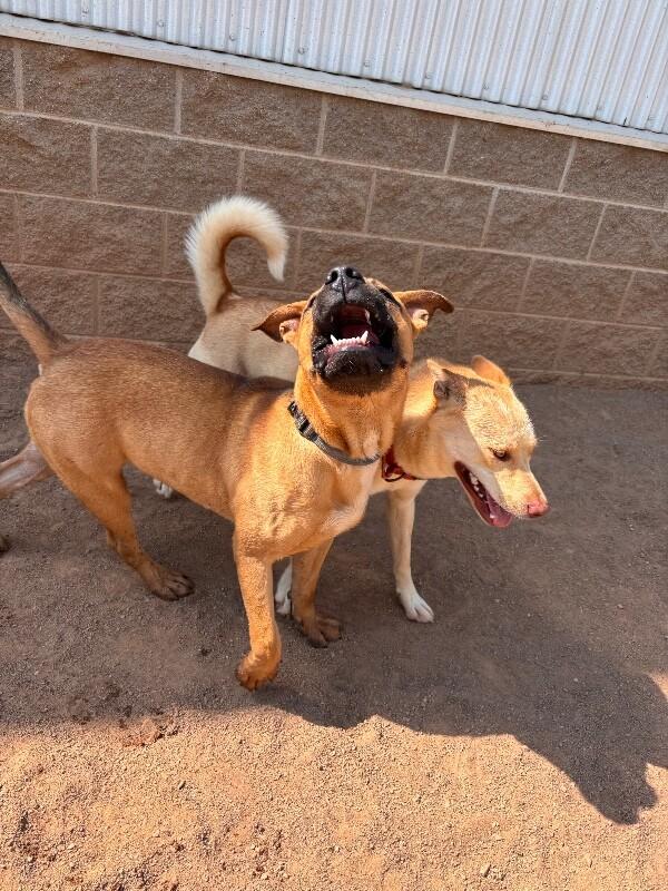 Enlarge Sol, a Adoptable Mixed Breed in Hobbs, NM image 2/4