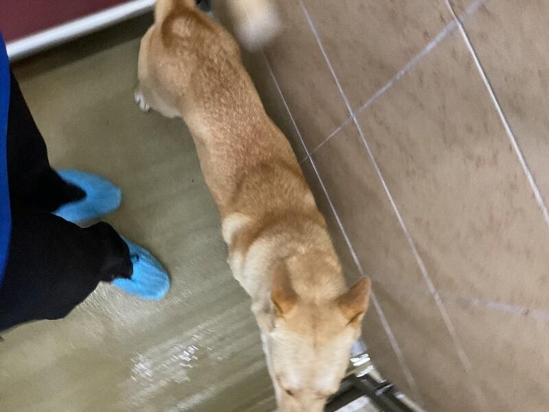 Enlarge Sol, a Adoptable Mixed Breed in Hobbs, NM image 3/4