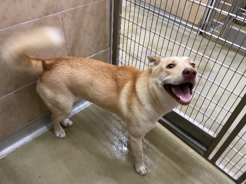 Enlarge Sol, a Adoptable Mixed Breed in Hobbs, NM image 4/4