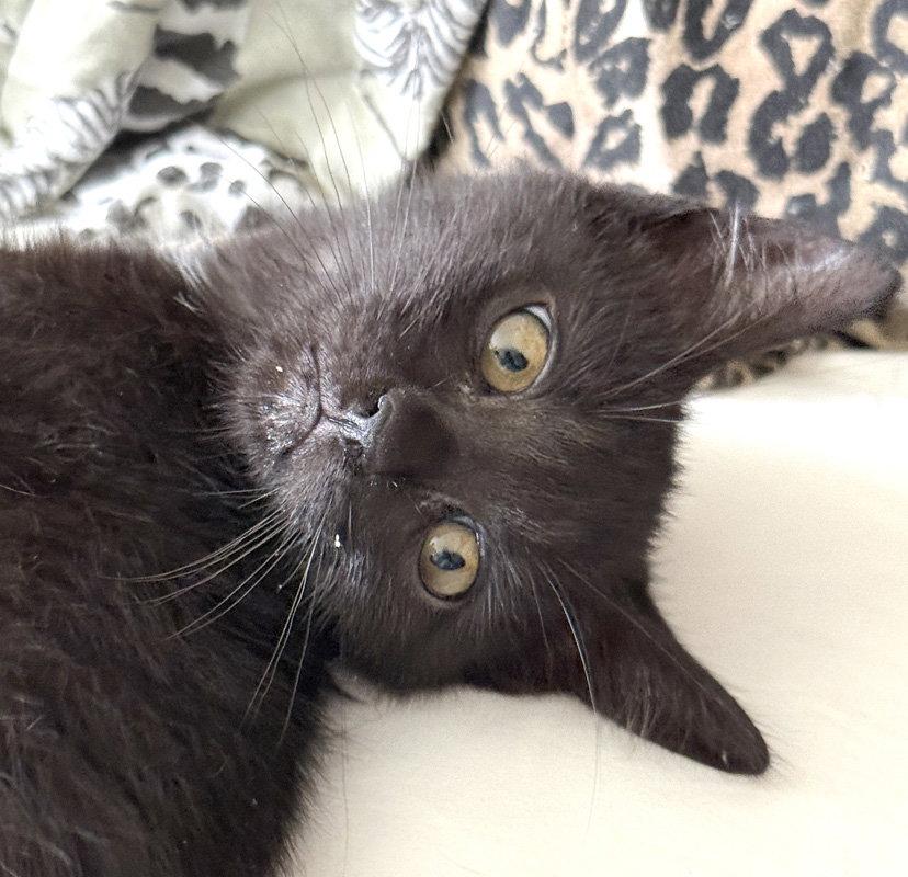 Enlarge New Kid, a Adoptable Domestic Short Hair in Ventura, CA image 1/3
