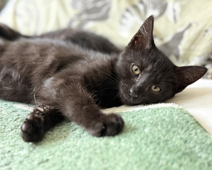 Enlarge New Kid, a Adoptable Domestic Short Hair in Ventura, CA image 2/3