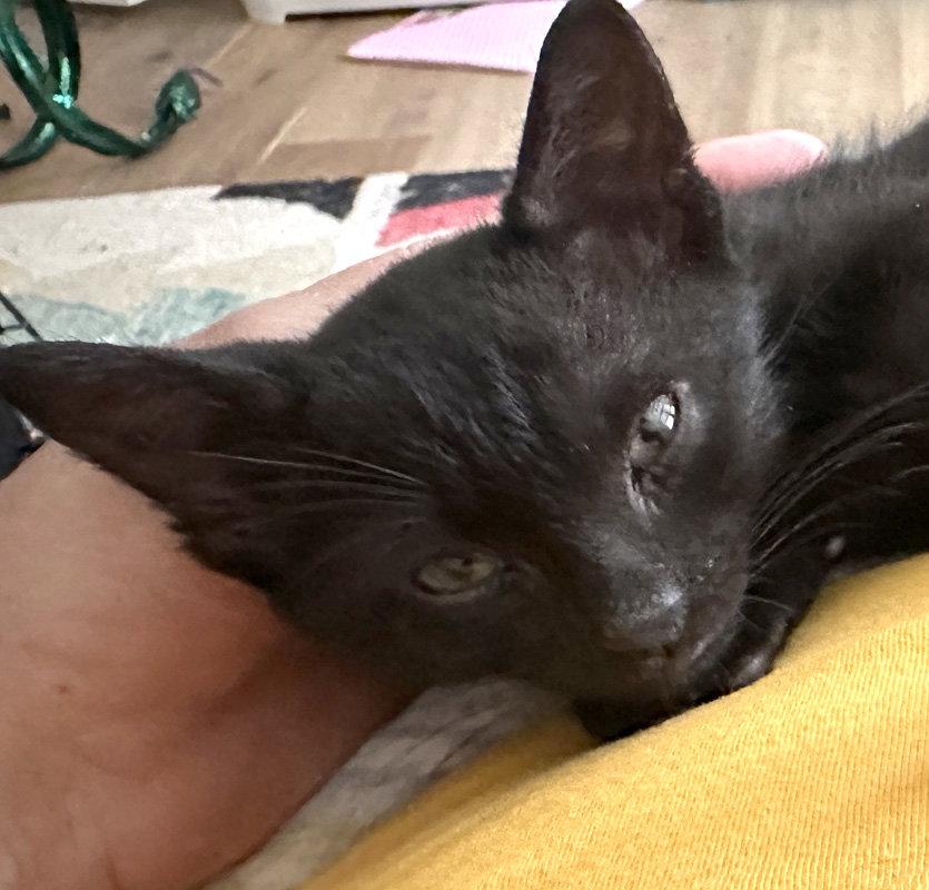 Enlarge New Kid, a Adoptable Domestic Short Hair in Ventura, CA image 3/3