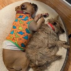 Enlarge Arman, a Adoptable mixed breed in Dripping Springs, TX image 5/5