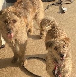 Enlarge Armon, a Adoptable mixed breed in Dripping Springs, TX image 4/4