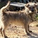 Armon, Adoptable, Adult Male Wirehaired Terrier.