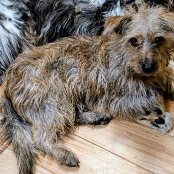 Arman, Adoptable, Adult Male Wirehaired Terrier.