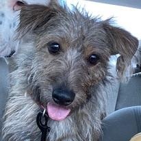 Enlarge Armon, a Adoptable mixed breed in Dripping Springs, TX image 3/4