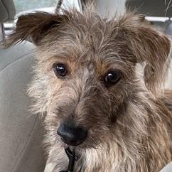 Enlarge Armon, a Adoptable mixed breed in Dripping Springs, TX image 2/4