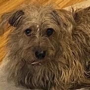 Enlarge Armon, a Adoptable mixed breed in Dripping Springs, TX image 1/5