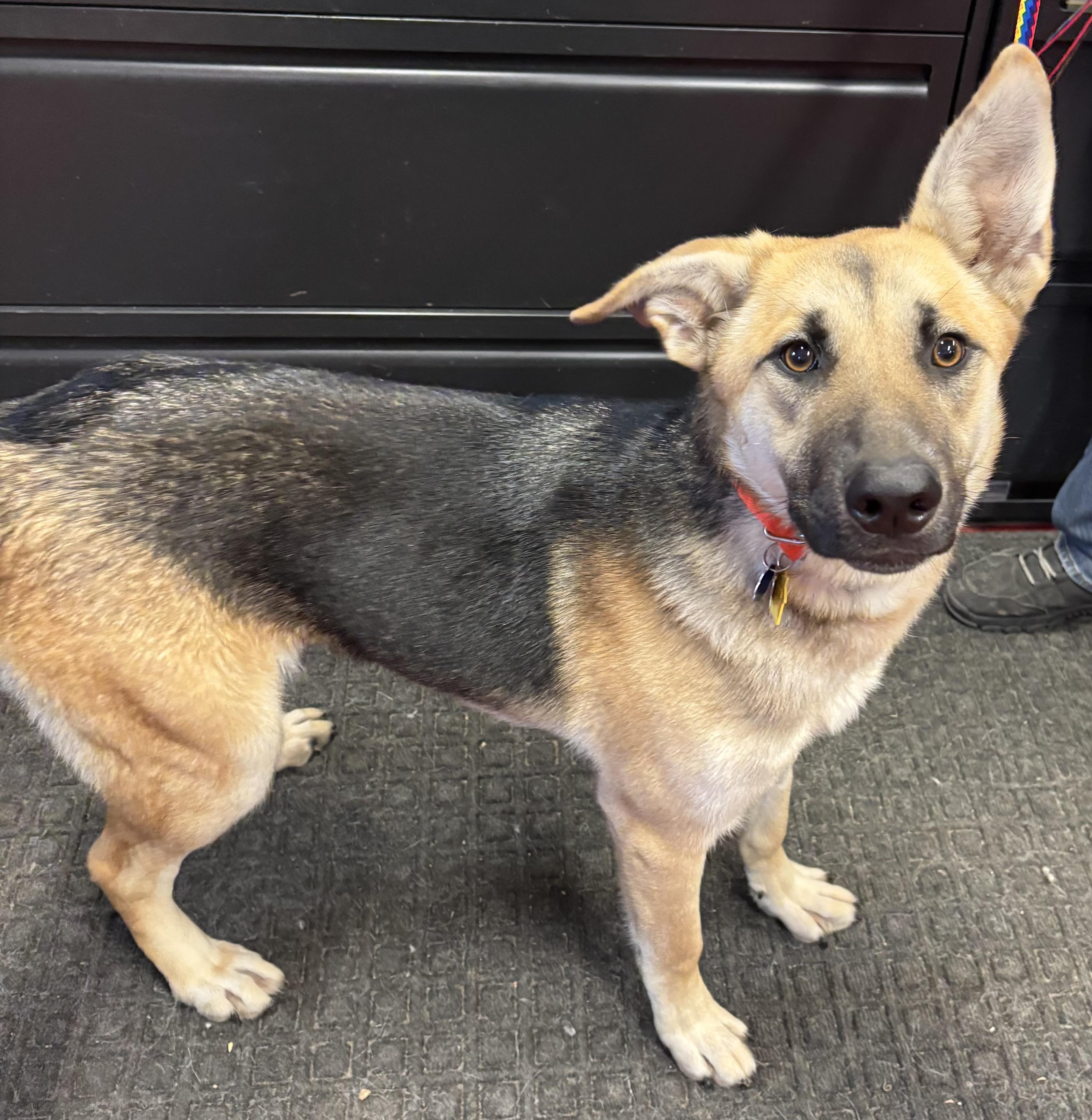 Timber, adoptable, Young Female German Shepherd Dog.