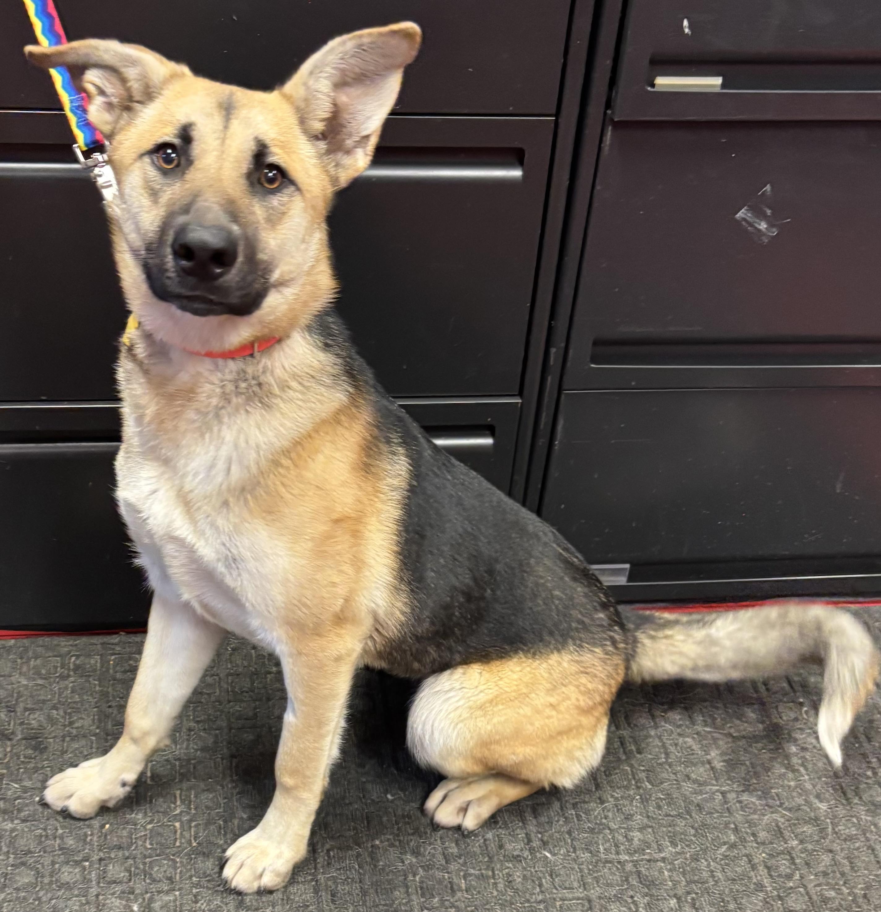Enlarge Timber, an adoptable mixed breed in Lakewood, CO image 3/3