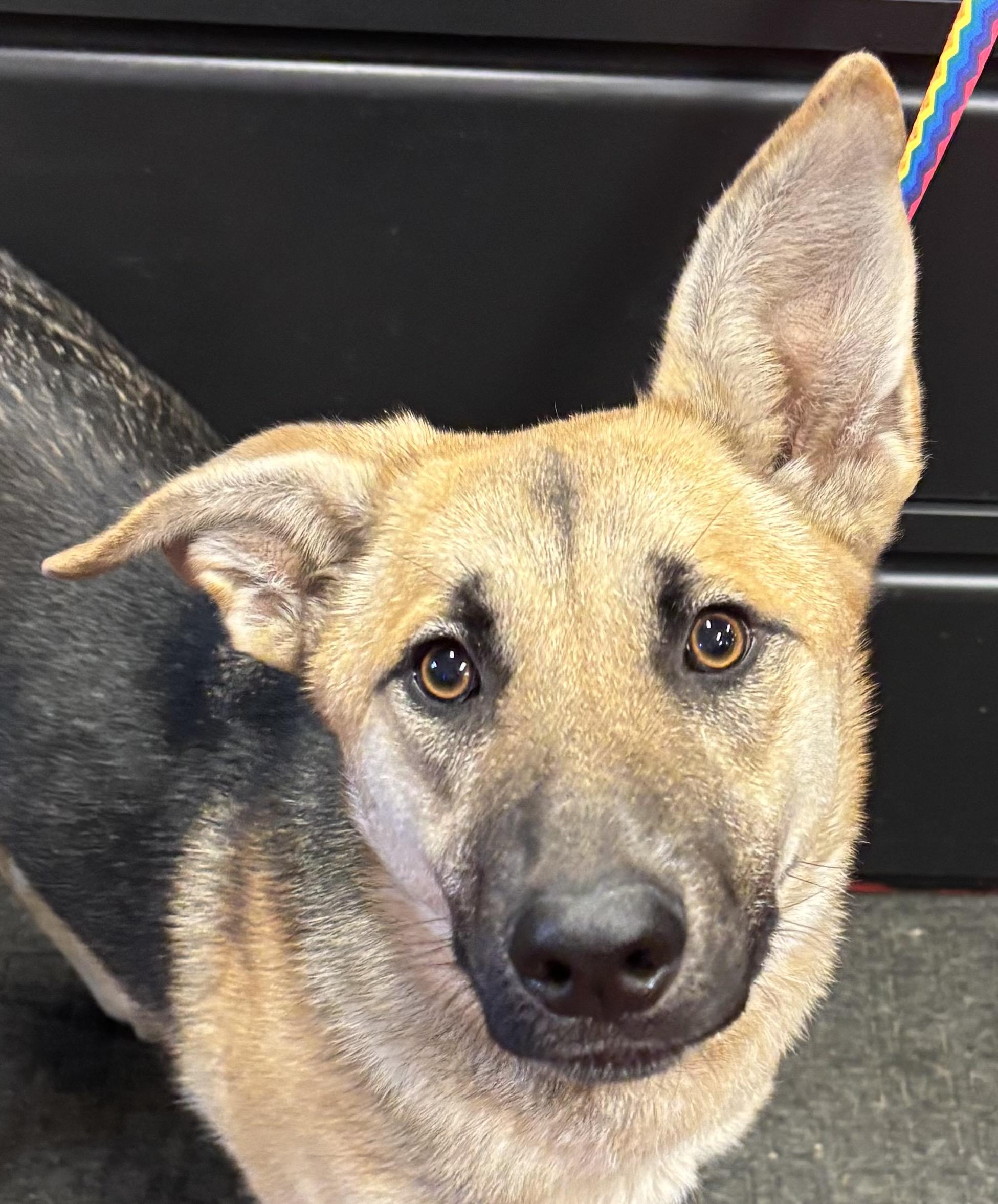 Enlarge Timber, an adoptable mixed breed in Lakewood, CO image 2/3