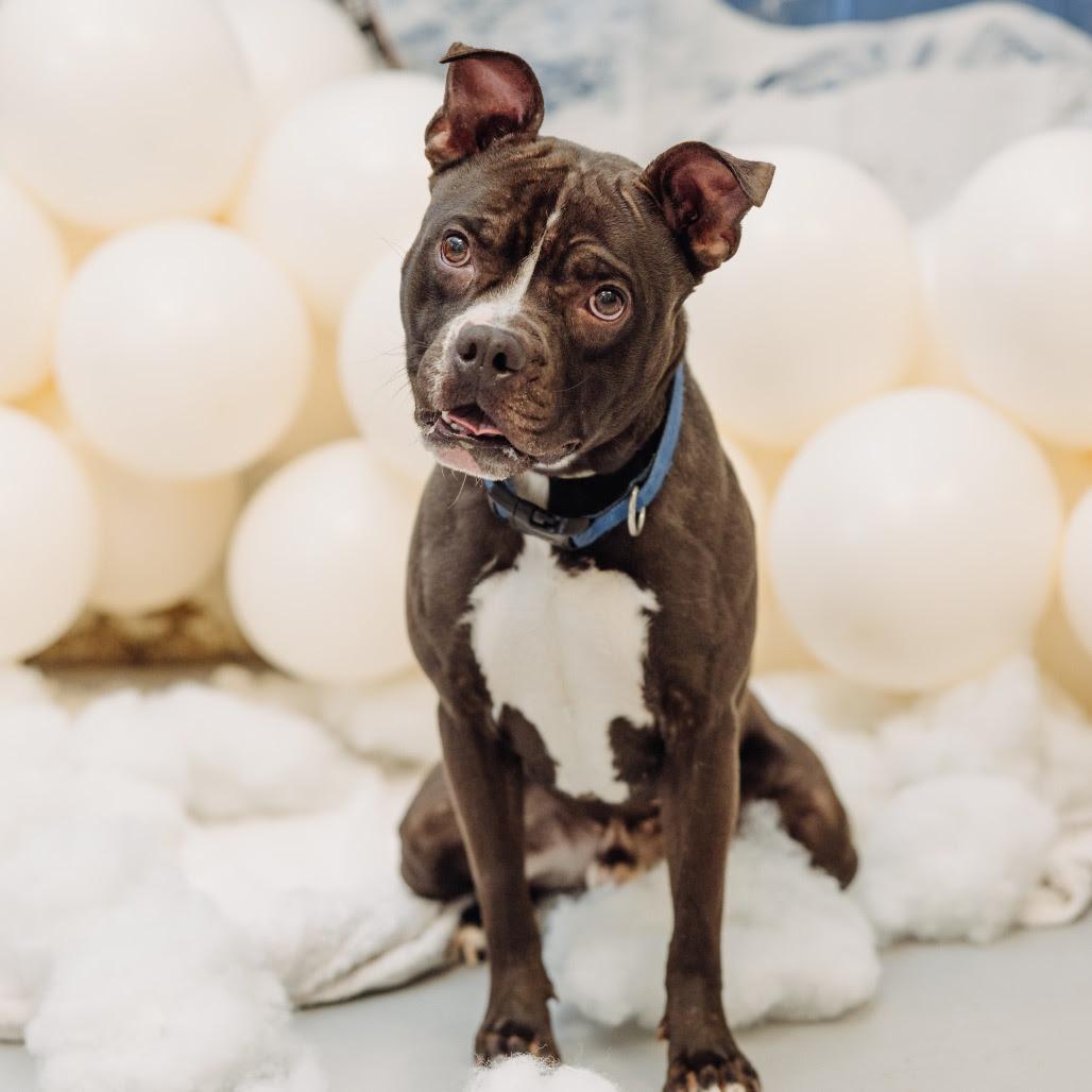 Enlarge Kash, a Adoptable Pit Bull Terrier in Philadelphia, PA image 1/5