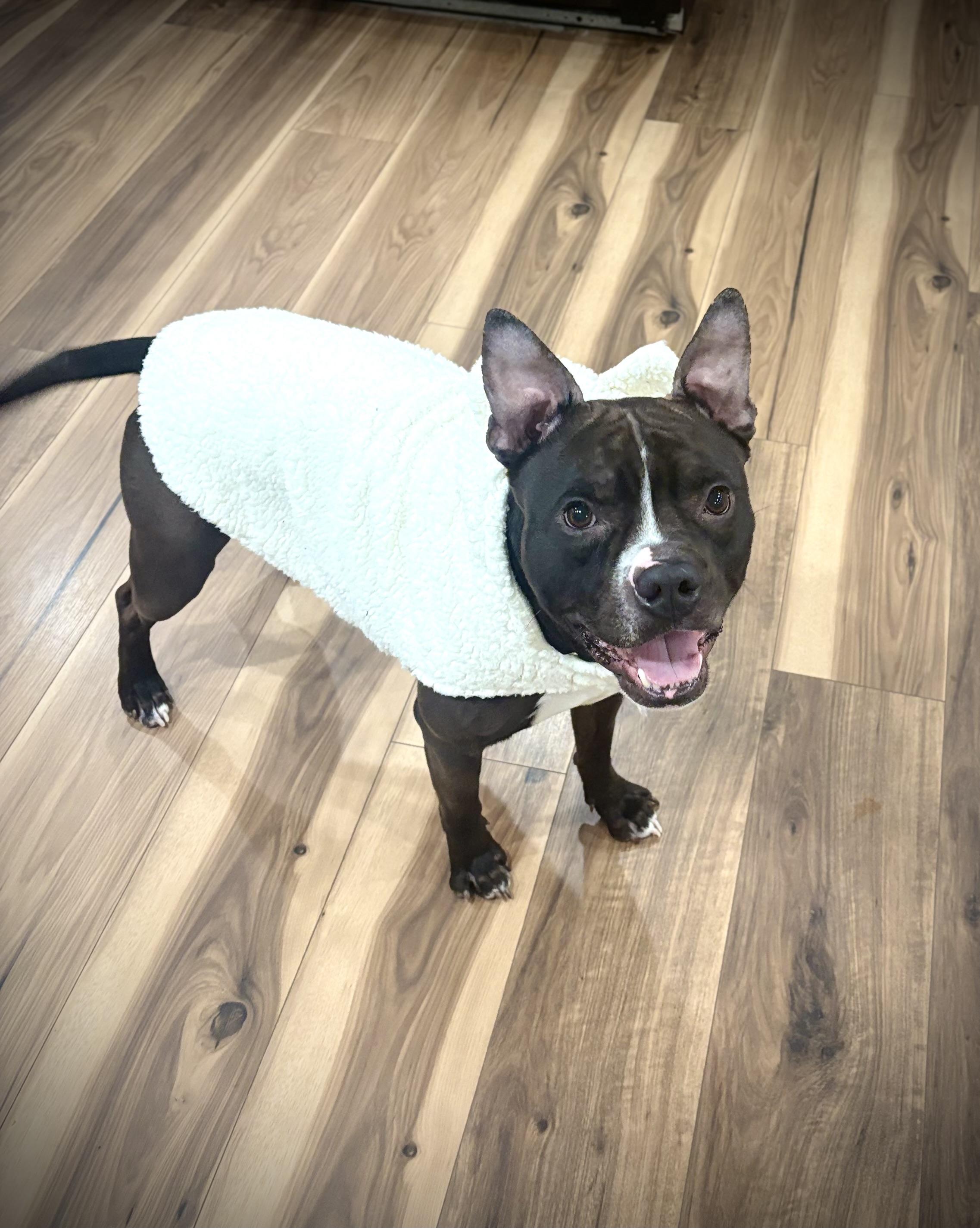 Enlarge Kash, a Adoptable Pit Bull Terrier in Philadelphia, PA image 2/5