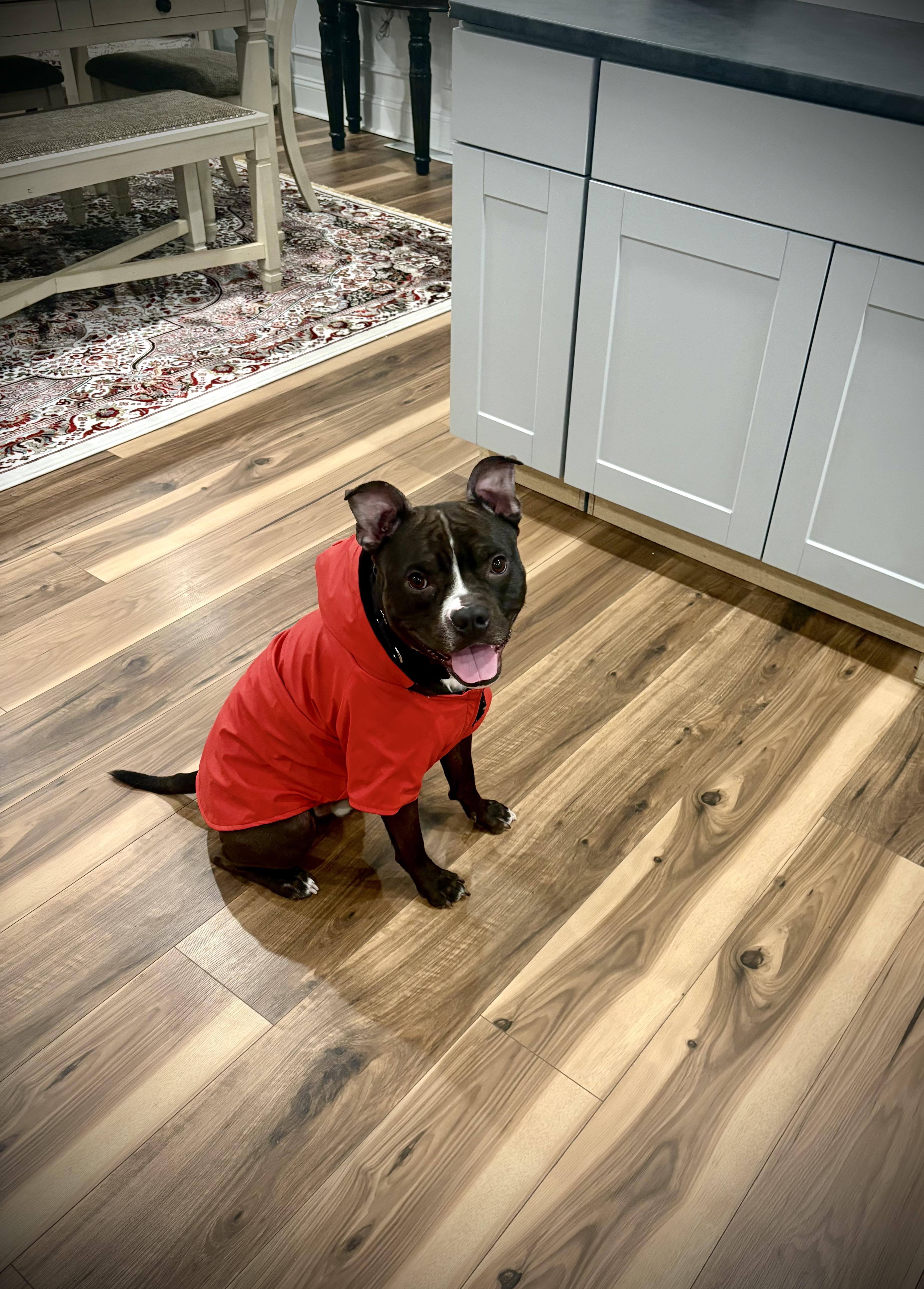 Enlarge Kash, a Adoptable Pit Bull Terrier in Philadelphia, PA image 3/5