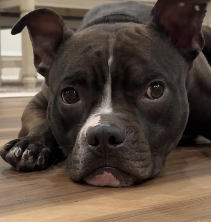 Enlarge Kash, a Adoptable Pit Bull Terrier in Philadelphia, PA image 5/5