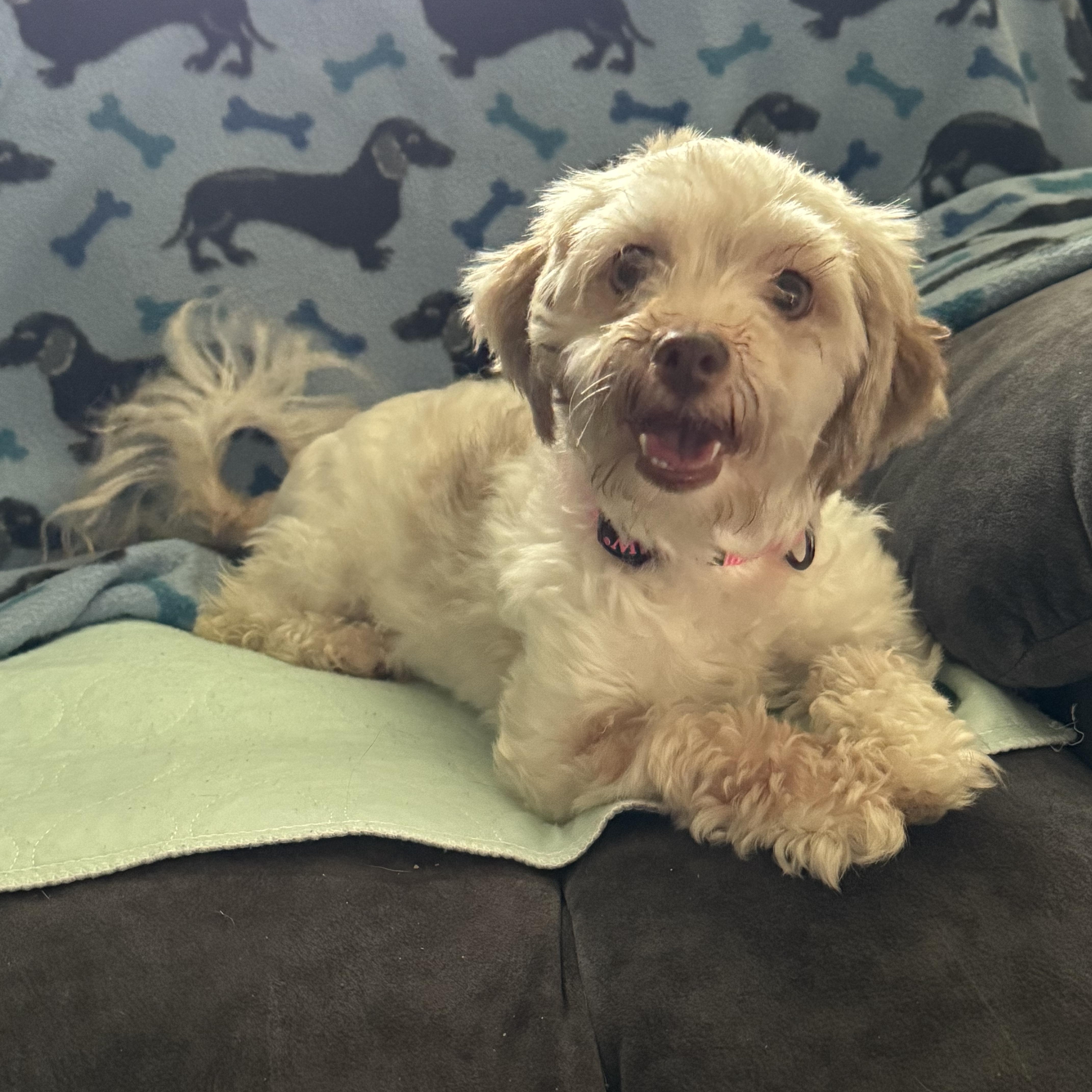 Rosalita, Young Female Havanese