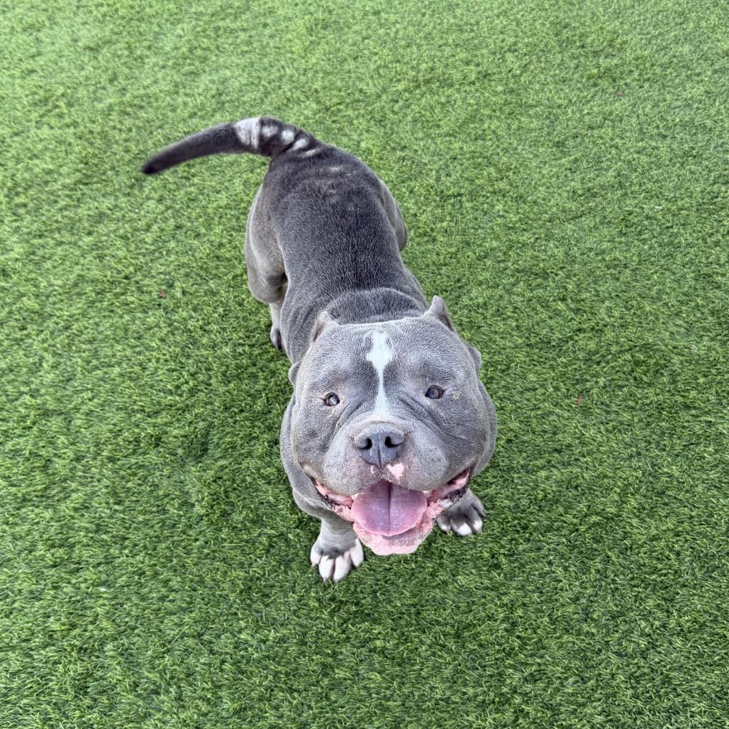 Tank, Adoptable, Adult Male American Hairless Terrier & Pit Bull Terrier.