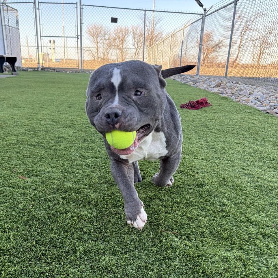 Tank, a Adoptable mixed breed in Sullivan, IL image 2/6
