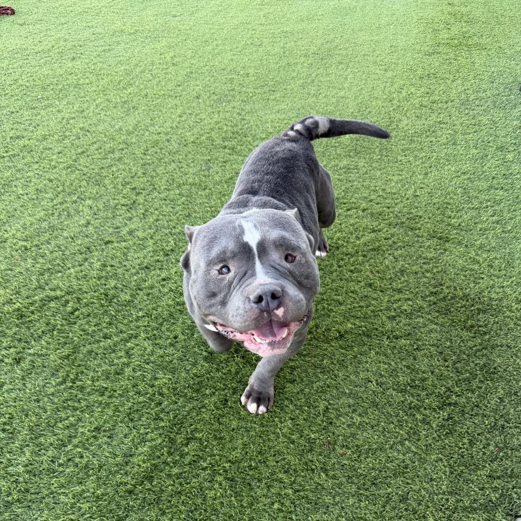 Tank, a Adoptable mixed breed in Sullivan, IL image 3/6