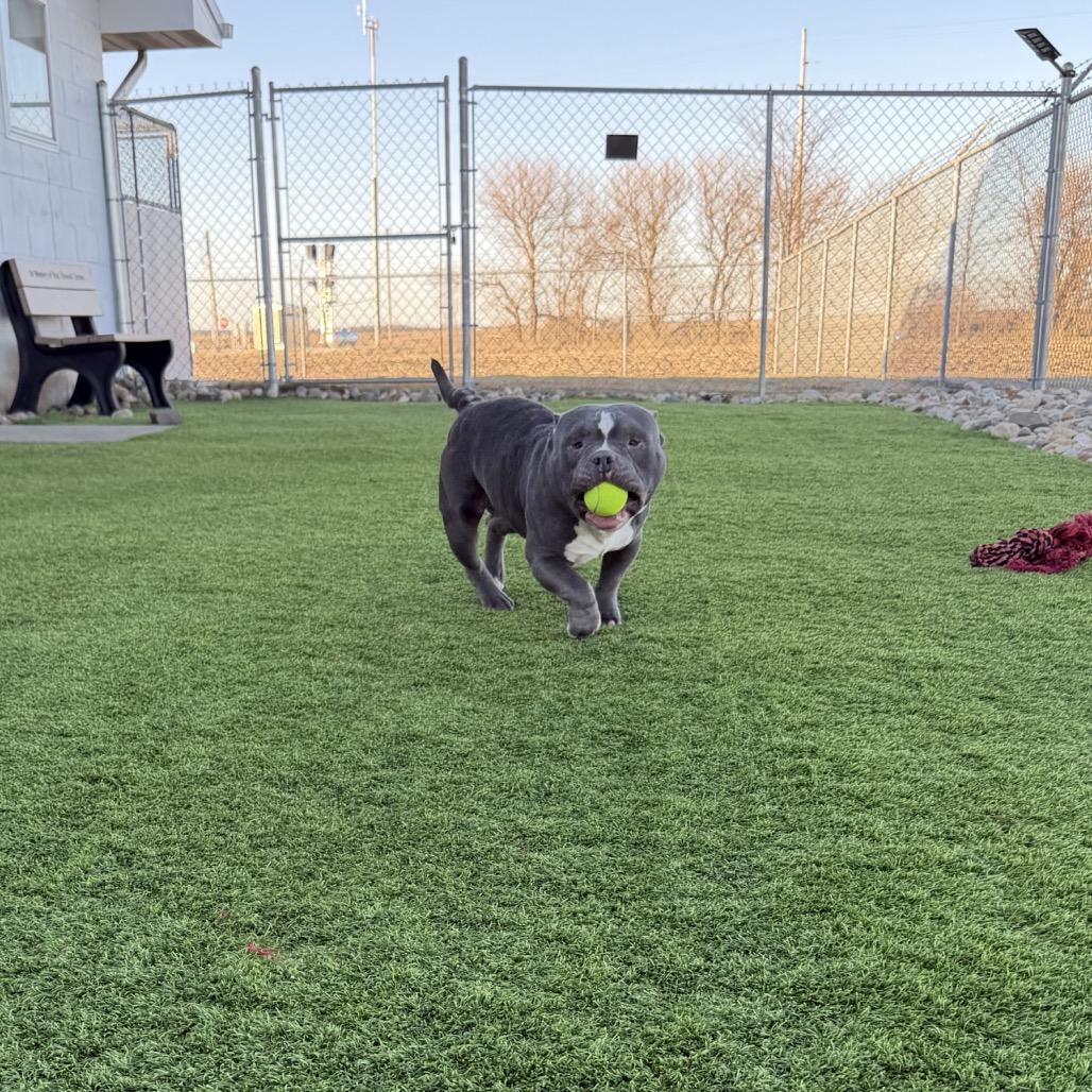 Tank, a Adoptable mixed breed in Sullivan, IL image 5/6