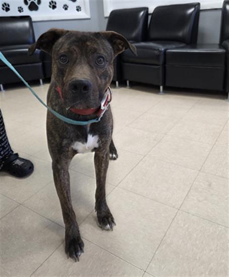 Enlarge COCOA PEBBLES, a Adoptable mixed breed in Killeen, TX image 1/1