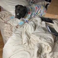 Indy, Adoptable, Adult Female Pit Bull Terrier & Labrador Retriever.