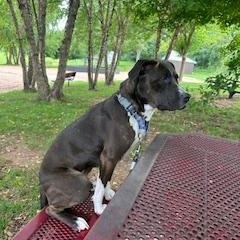 Indy, a Adoptable mixed breed in Bridgewater, NJ image 4/4