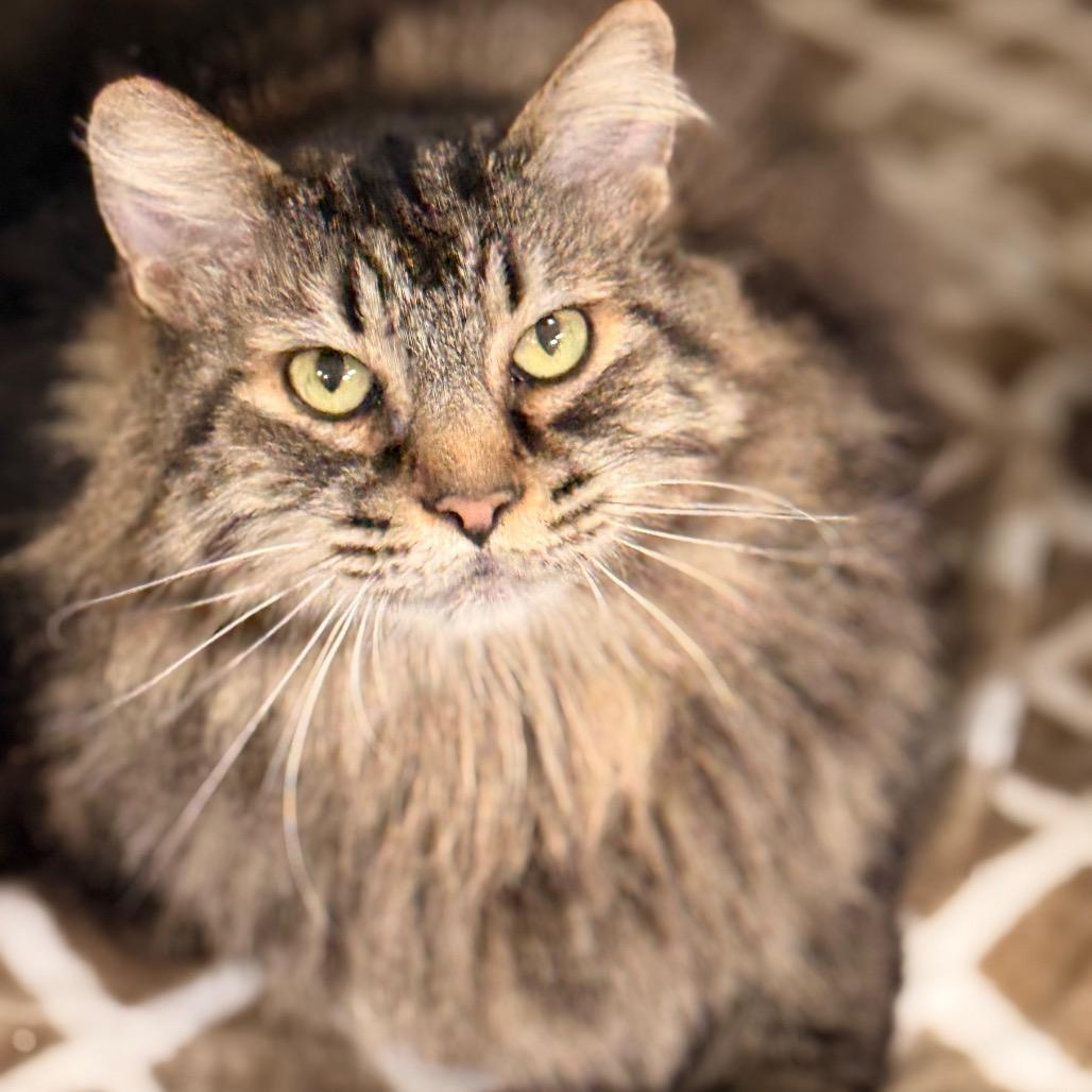 Bella Rosa — thumbnail 2