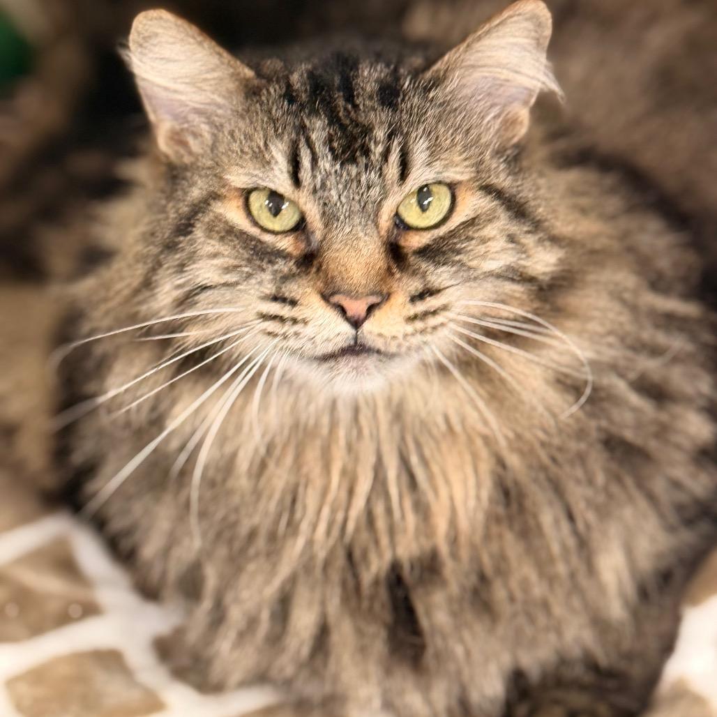 Bella Rosa — thumbnail 3