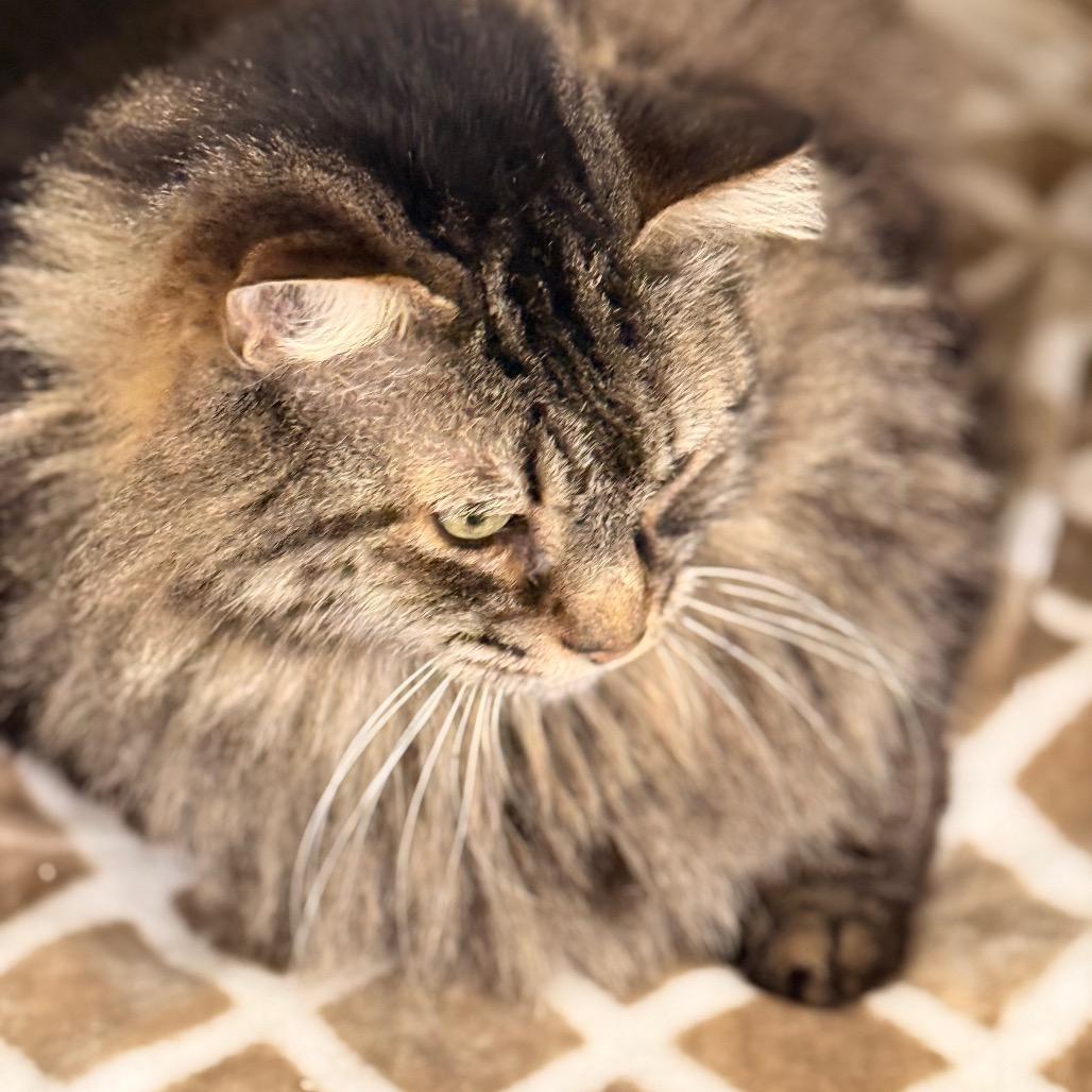 Bella Rosa — thumbnail 4