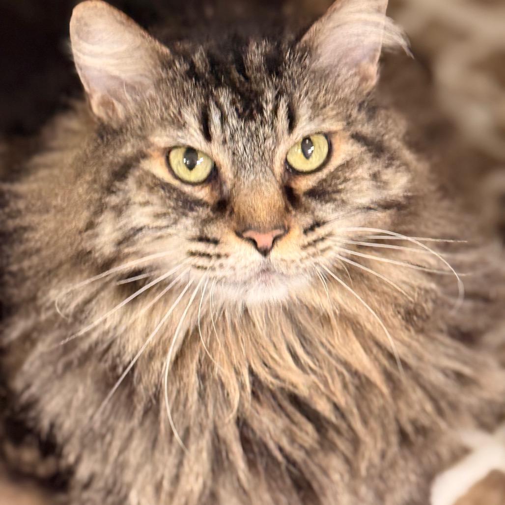 Bella Rosa — thumbnail 5