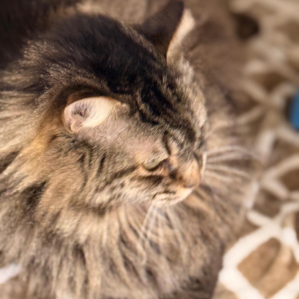 Bella Rosa — thumbnail 6