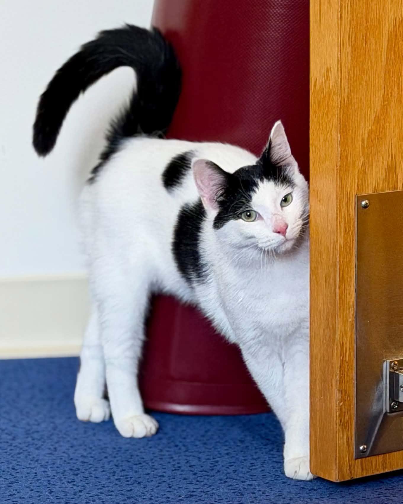 Friday, Adoptable, Young Male Domestic Short Hair.