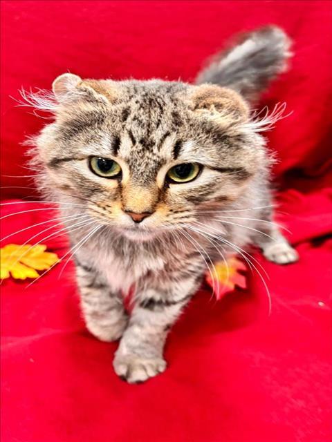 JEWELL, Adoptable, Young Female Domestic Medium Hair.