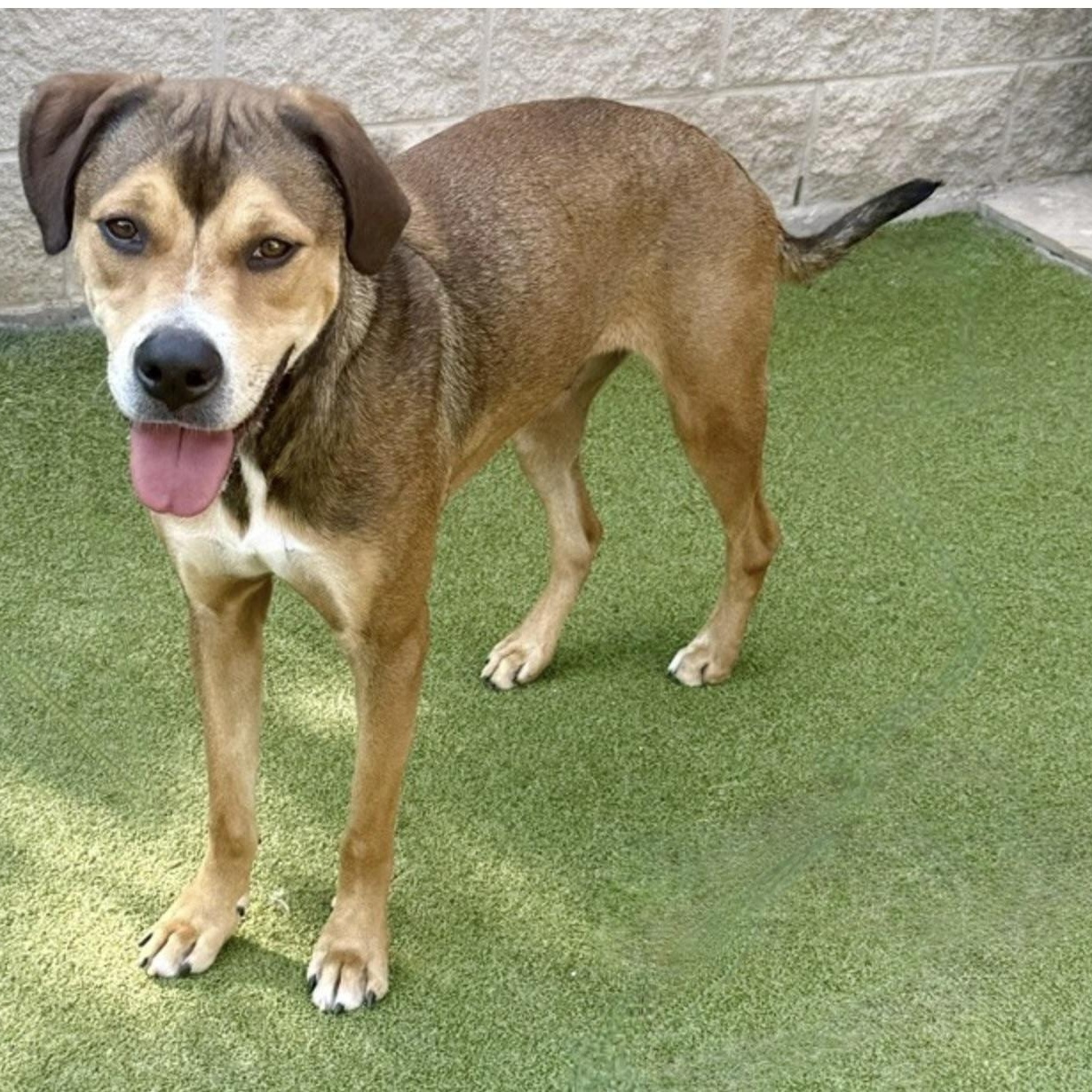 WEAVER, Adoptable, Young Male Labrador Retriever.