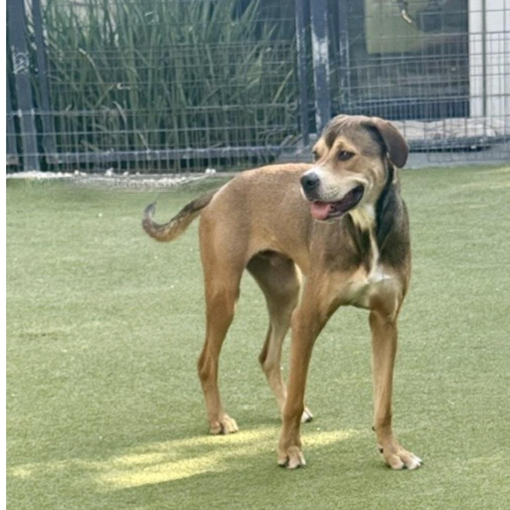 Enlarge WEAVER, a Adoptable mixed breed in arlington, TN image 3/6