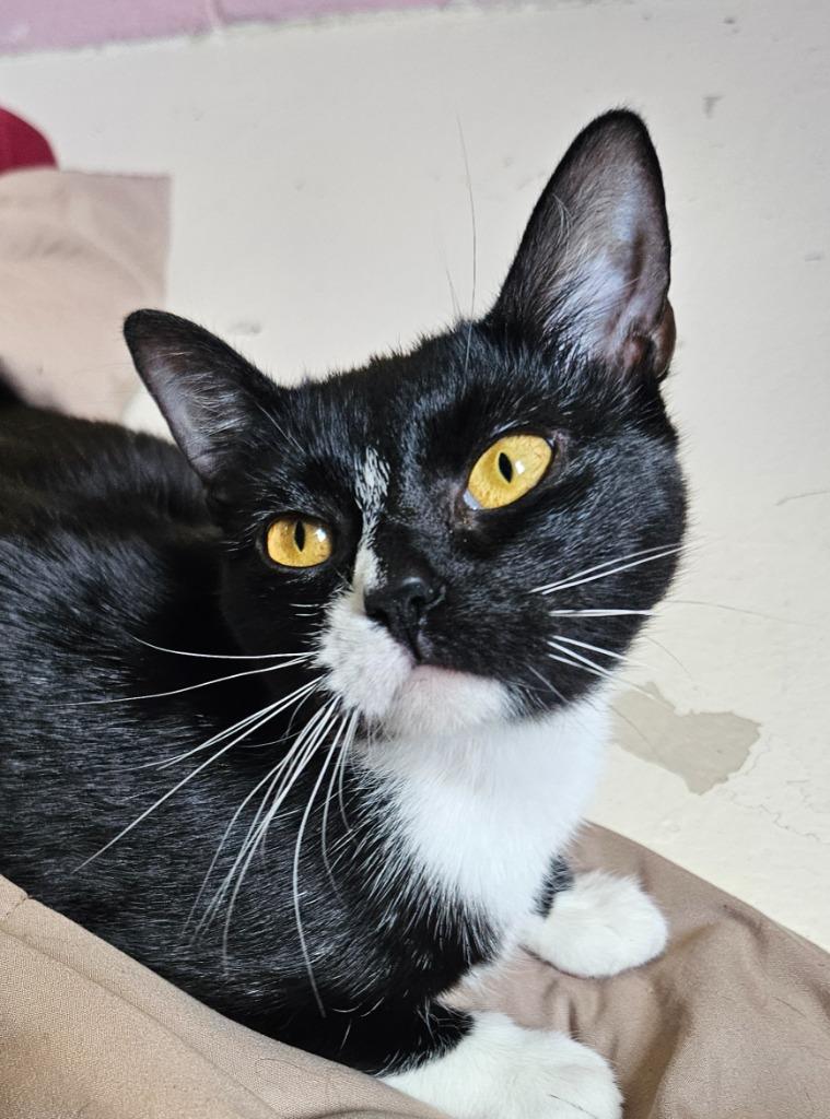 Corduroy, Adoptable, Kitten Male Domestic Short Hair.