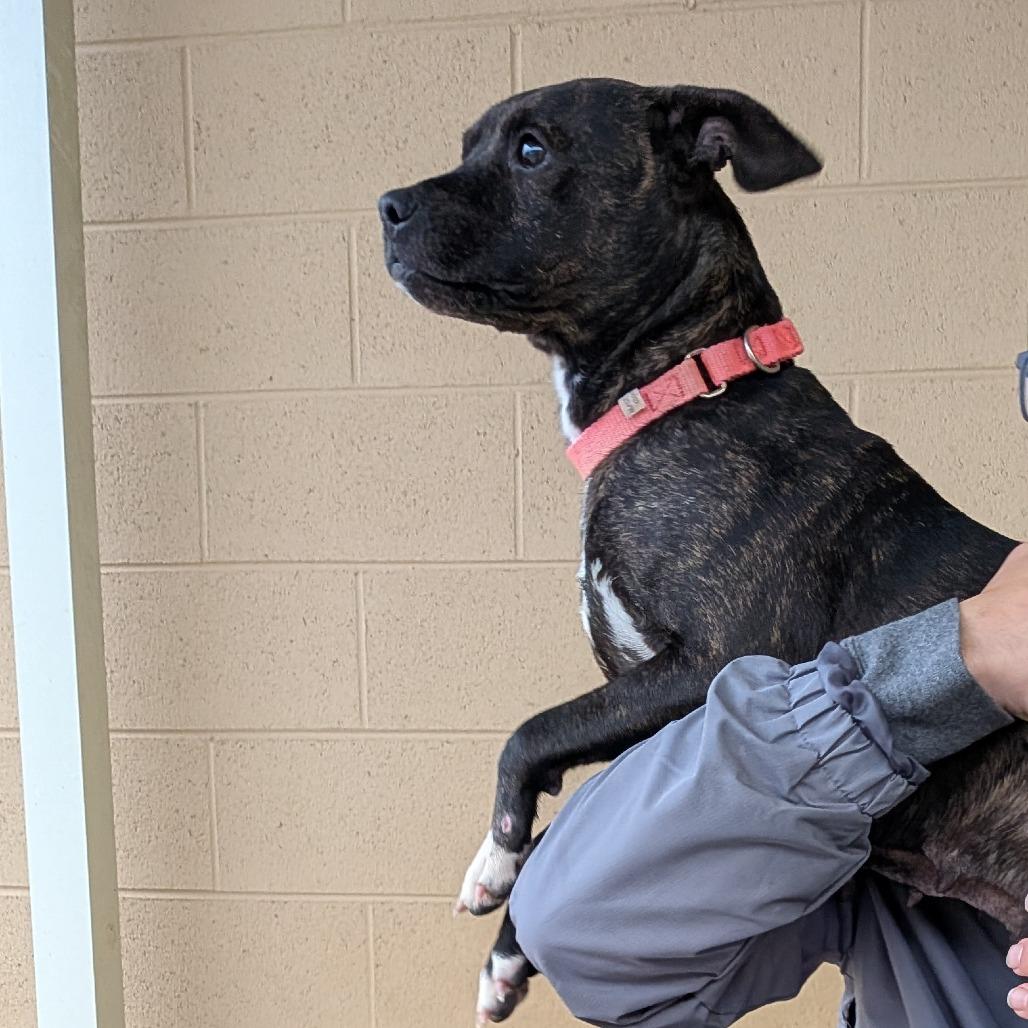 Kate(BAS), a Adoptable Feist in Lenoir, NC image 1/6