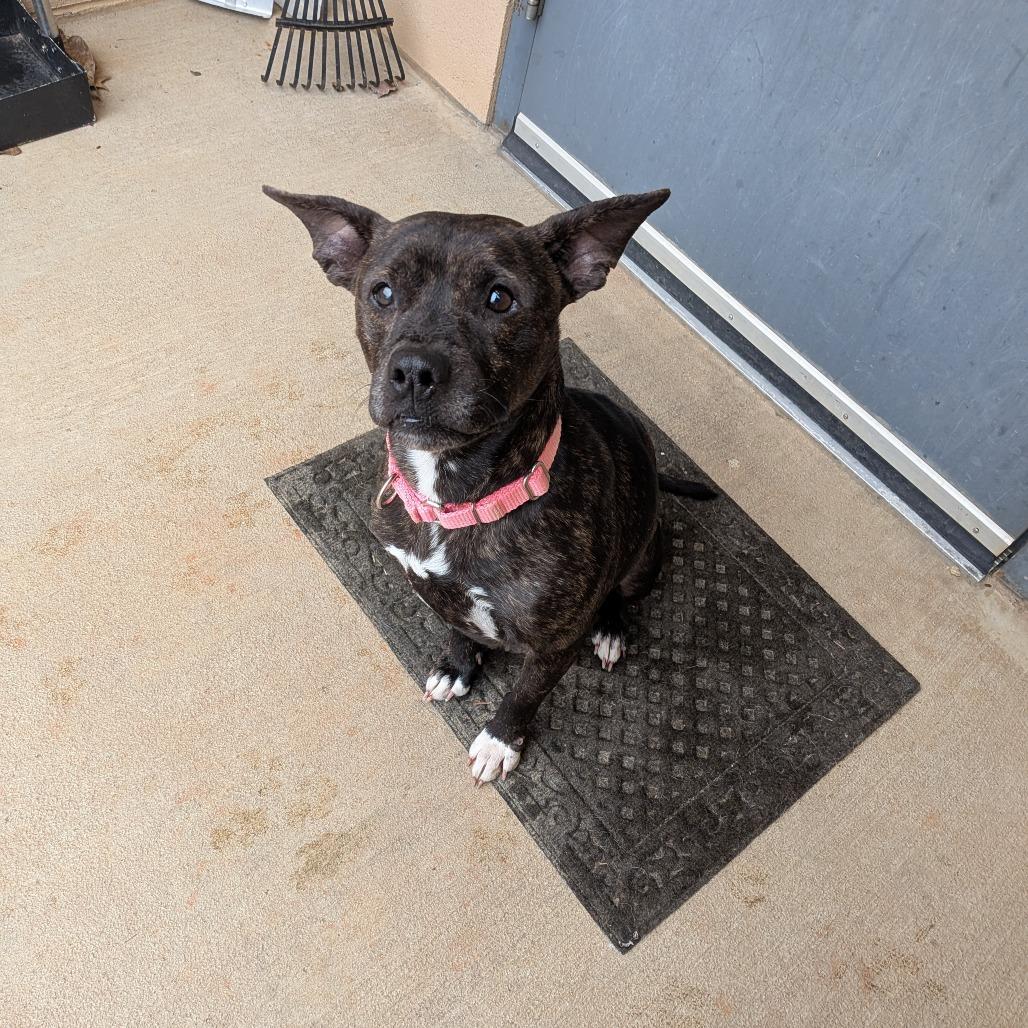 Kate(BAS), a Adoptable Feist in Lenoir, NC image 3/6