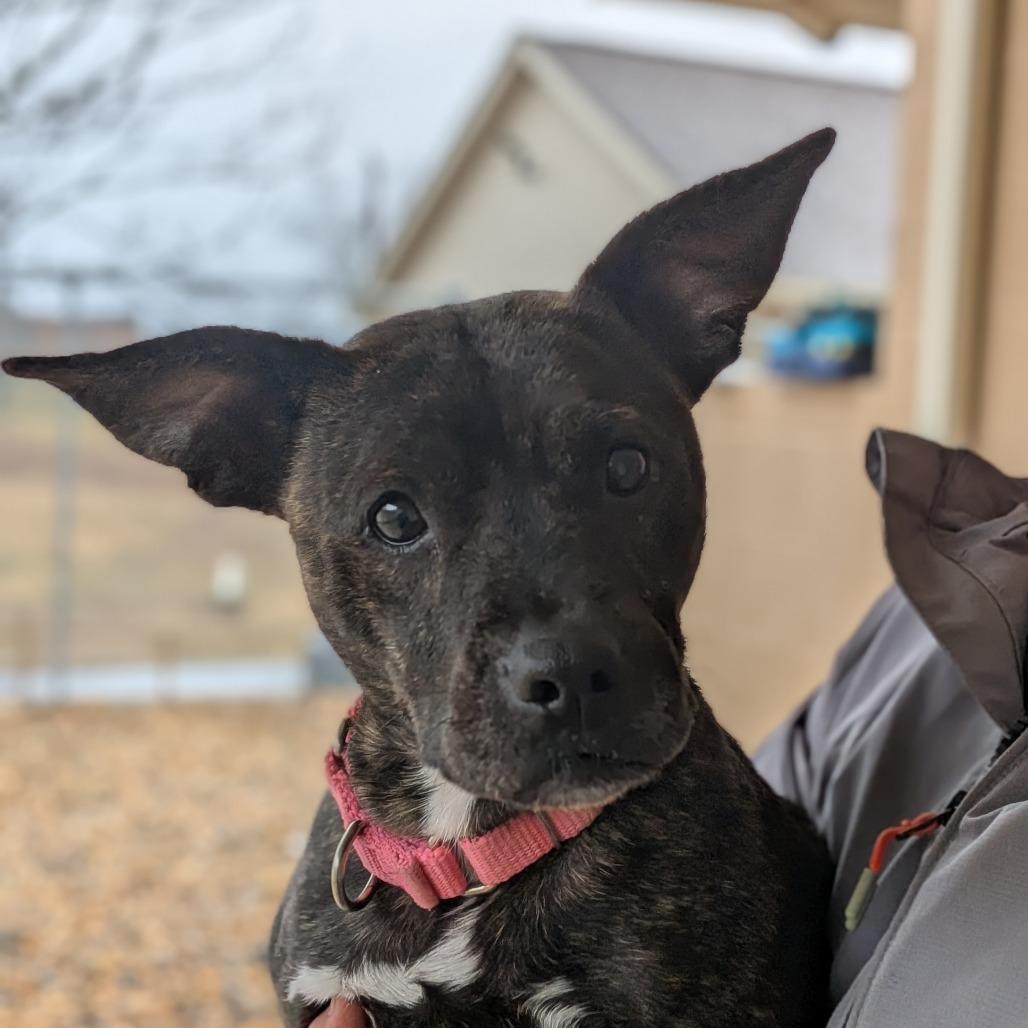 Kate(BAS), a Adoptable Feist in Lenoir, NC image 4/6